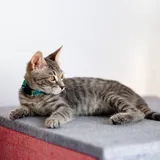Котенок Эдвард Каллен 5