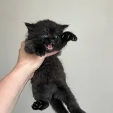 Scottish Straight котята 2