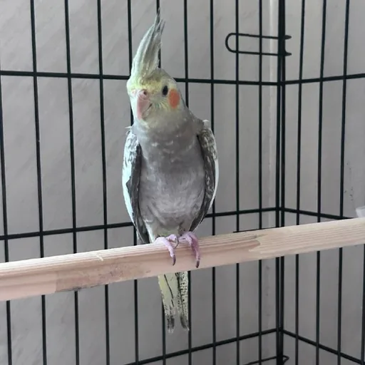 Попугай корелла, клетка, игрушки