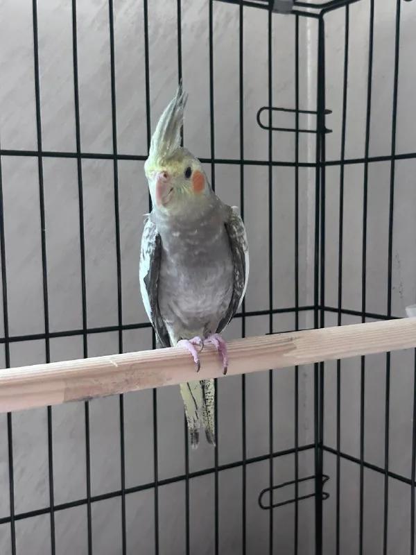 Попугай корелла, клетка, игрушки 1