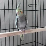 Попугай корелла, клетка, игрушки 1