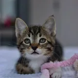 Кот Криспи, котенок 3