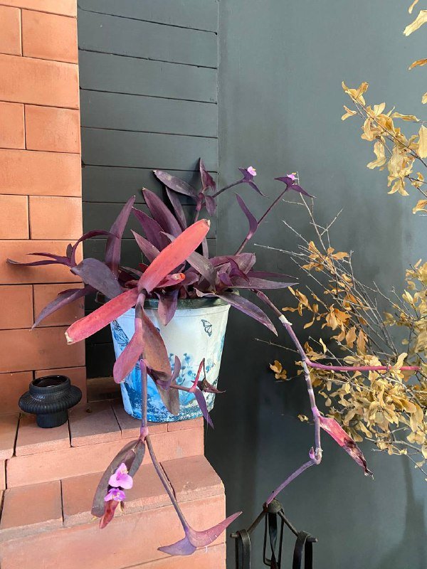 Традесканция растение