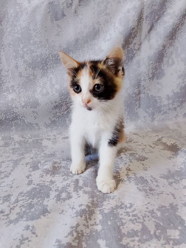 Котенок Лилу в хорошие руки 2