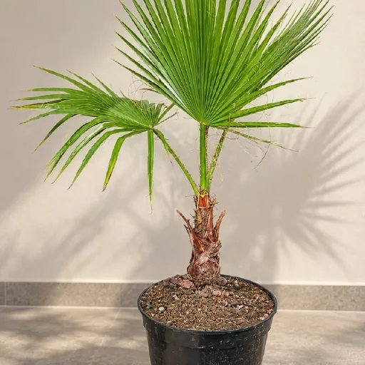 Palm