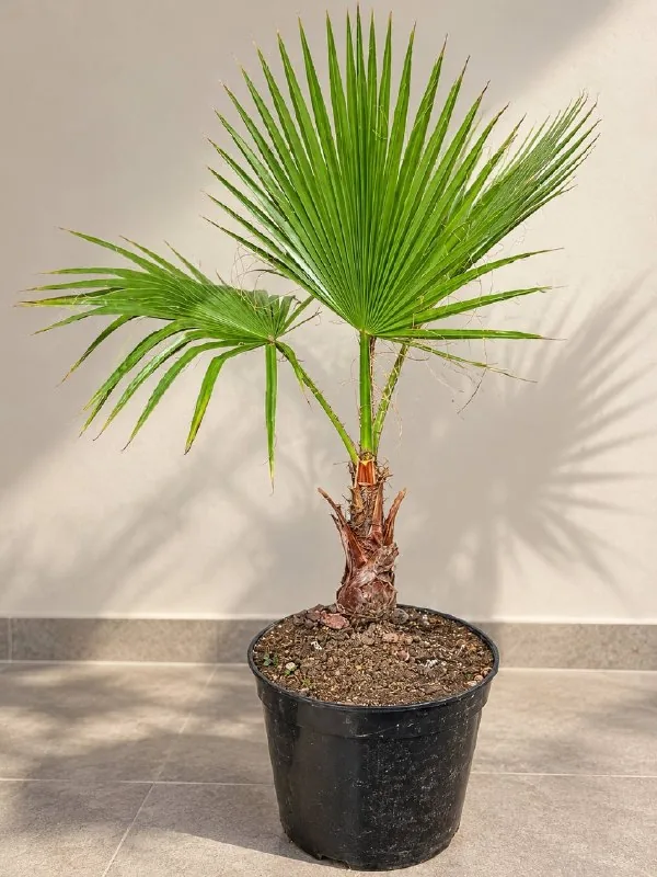 Palm