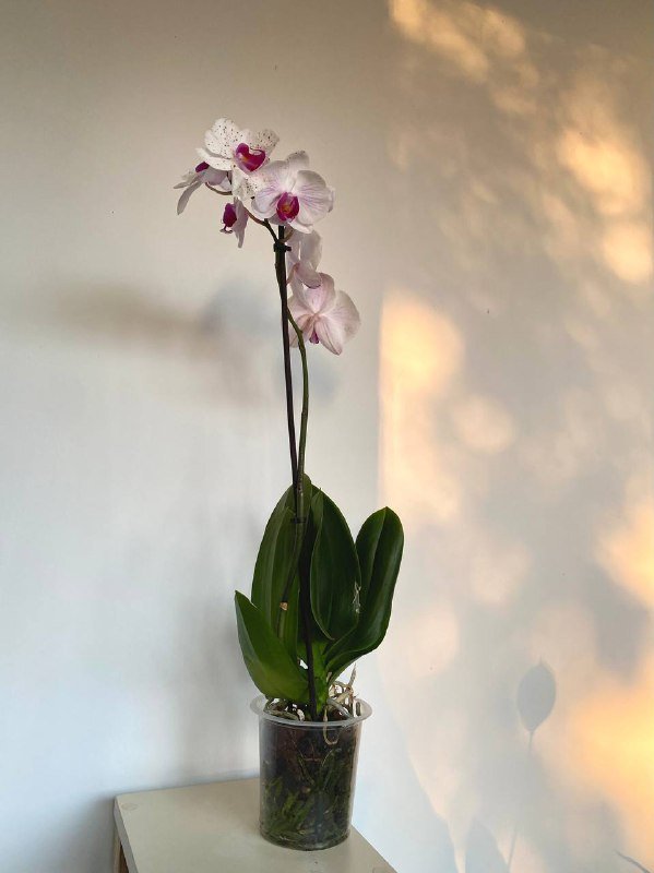 Орхидея фаленопсис в транспортовом горшке