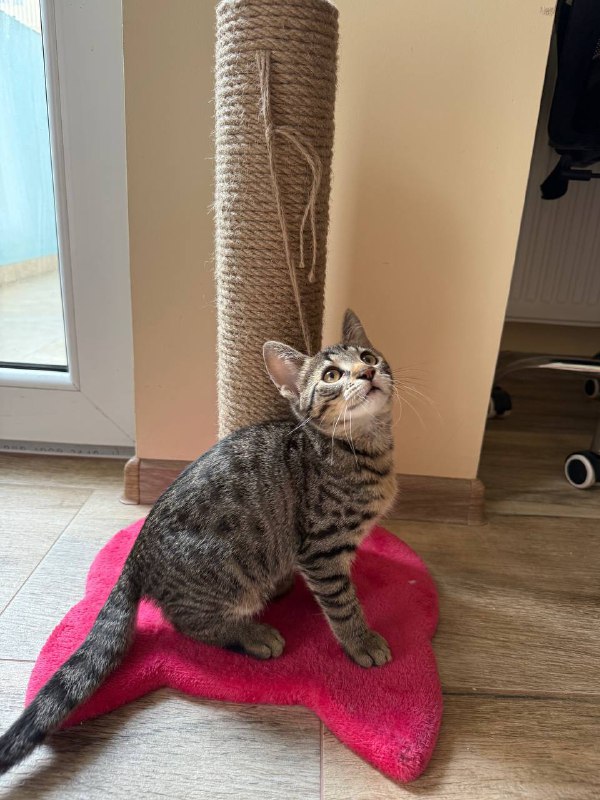 Котёнок девочка 3 месяца ищет дом 2