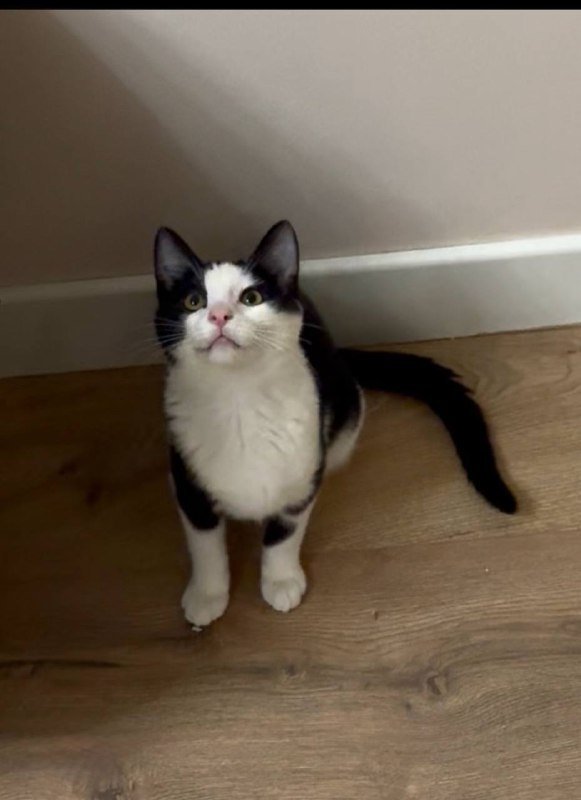 Котенок Панда 5 месяцев мальчик Бесплатно 3