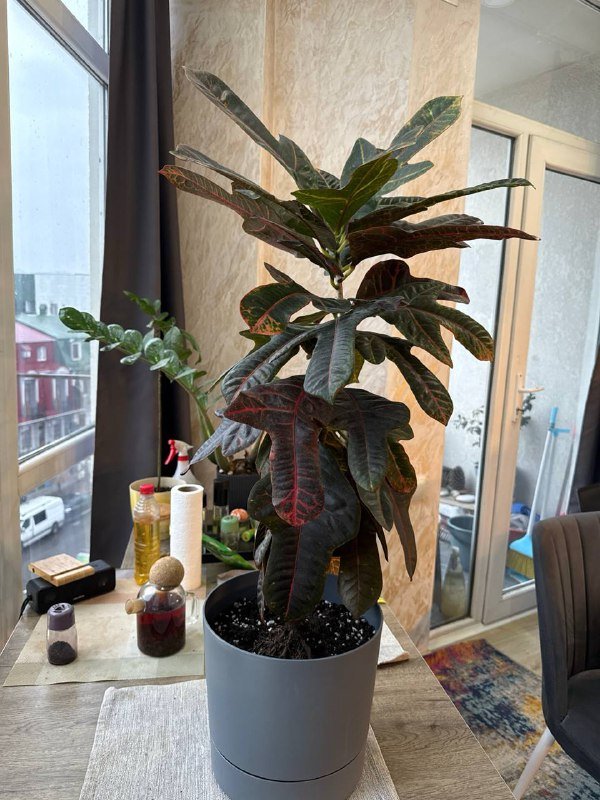 Кадиеум с горшком