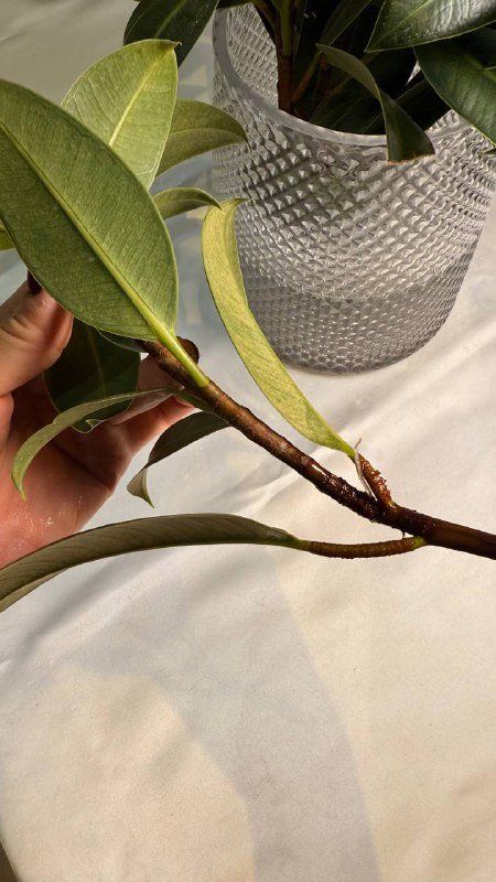 Проросший черенок фикуса 3