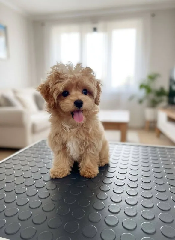 Korean Maltipoo mini