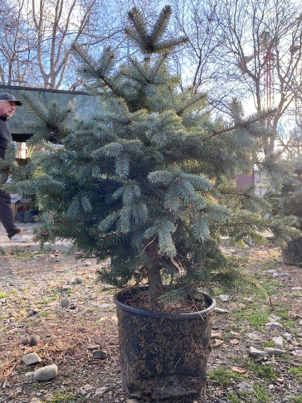 Ёлка пышная 120-130 см 6