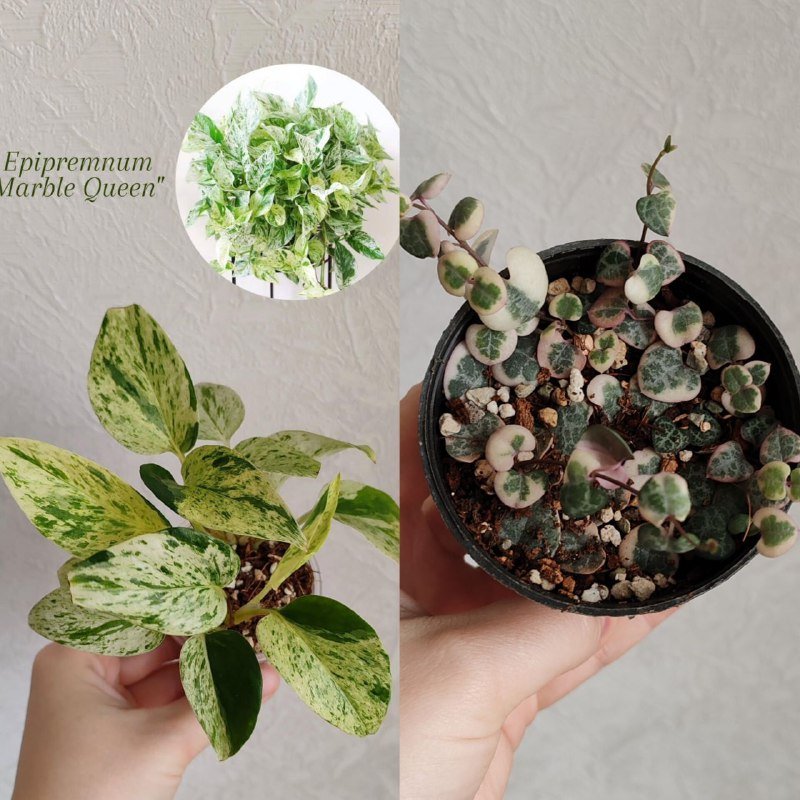 Комнатные растения 8