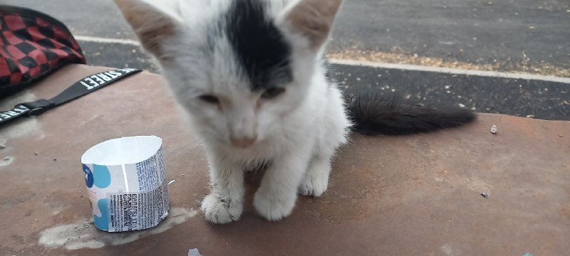 Котенок бесплатно заберите 3