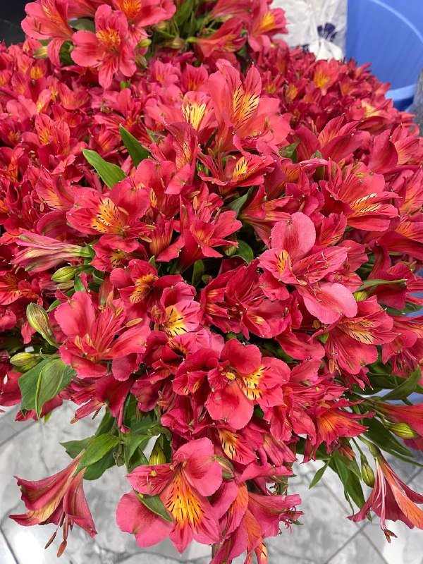 Хризантема одноголовая, кустовая, тюльпаны, эустома, букеты 4