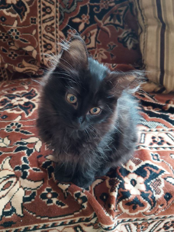 Чёрная пушистая девочка котёнок