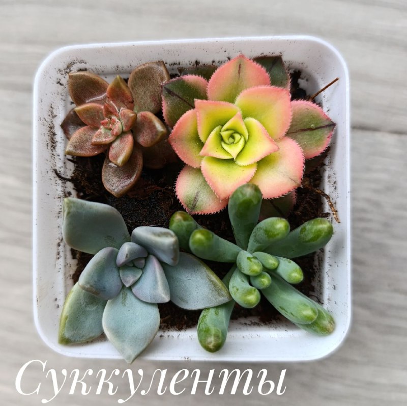 Декабрист, Суккуленты, Хлорофитум, Красула 6