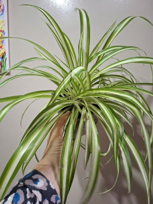 Монстера, Хлорофитум, Перец, Папоротники, Суккуленты, Фикус, Строманта, Эуфорбия 6