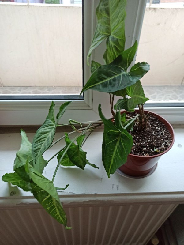 Монстера, Сингониум большой, Сингониум малый 5