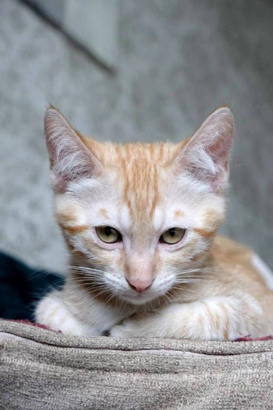 Рыжий котенок мальчик 3 месяца