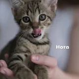 Котята, четыре котенка 2