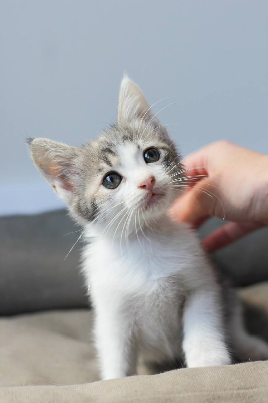Котенок девочка 4