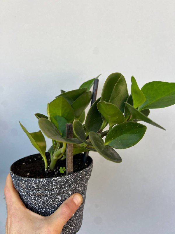 Комнатные растения: Пеперомия, Крассула, Колеус и другие