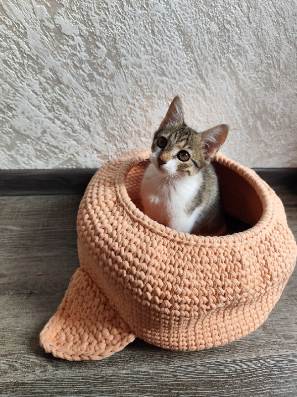 Котята Твиши и Киси 6