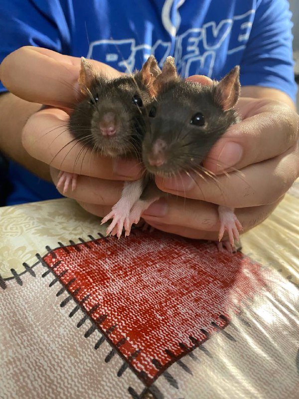 Крысы Пирожок и Огурчик с клеткой