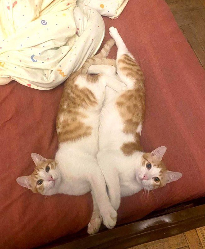 Два рыжих брата-кота для adoption 5