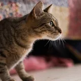 Кошка Альма ищет дом 2