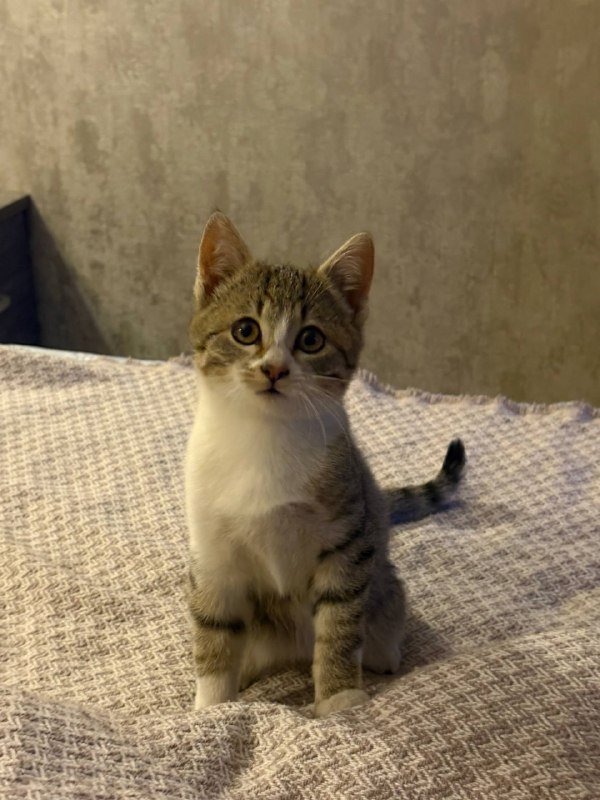 Кошка 2,5 месяца в добрые руки