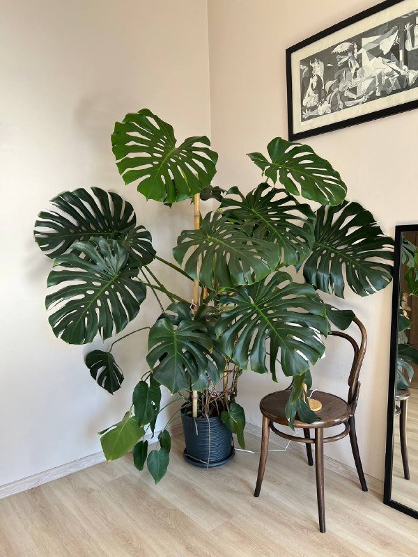 Набор садовой мебели со столом и двумя стульями 3