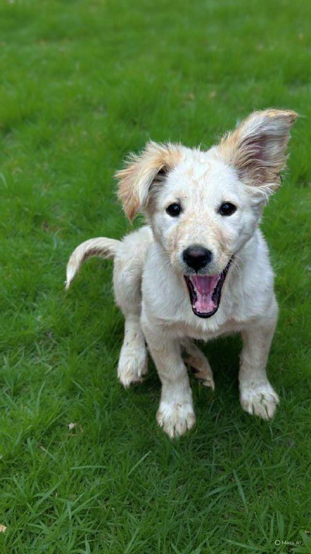 Щенок Флаффи, ищет дом