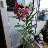 Растения для балкона, аукуба, олеандр 3