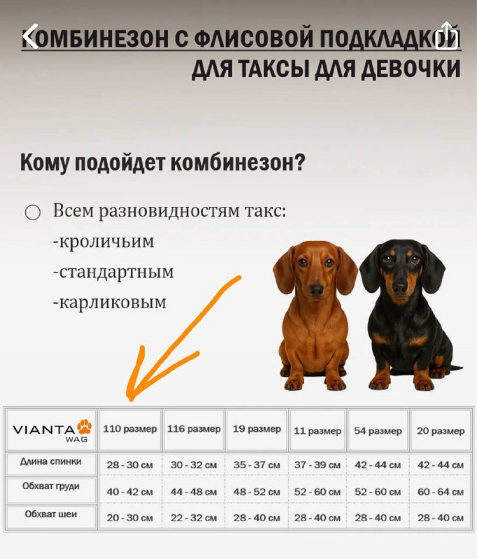 Куртка и комбинезон для мини-собаки или щенка 5