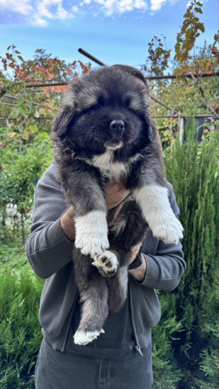 Щенки кавказской овчарки сертифицированные