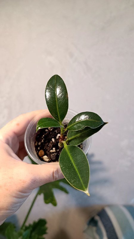 Растения: Циссус триколор, Сингониум, Фикус Мелани 7