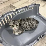 Котенок Лео 3