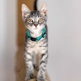 Котенок Эдвард Каллен 2