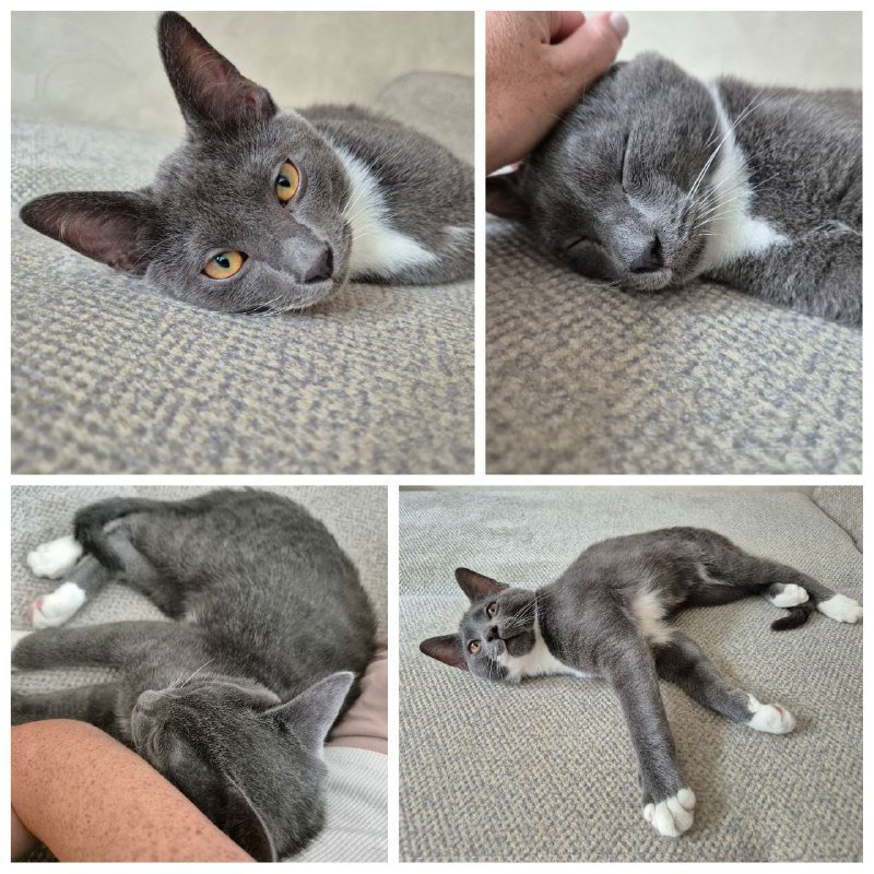 Молодой ласковый котик