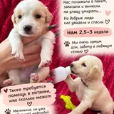 Щенки ищут дом 2