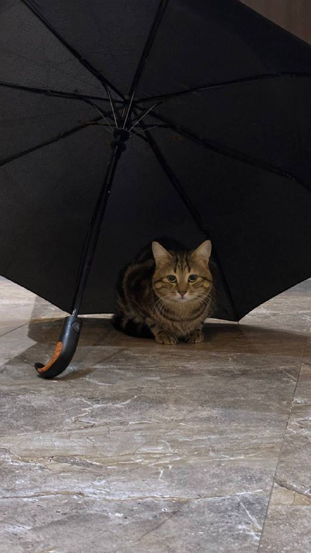 Кот отдается в хорошие руки