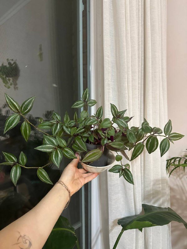 традесканция