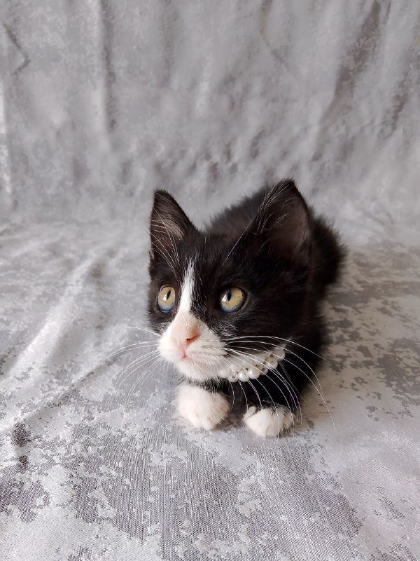 котёнок Марси ищет дом