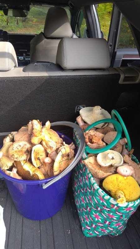 Поездки с гидом грибником в осенний лес Тбилиси 2