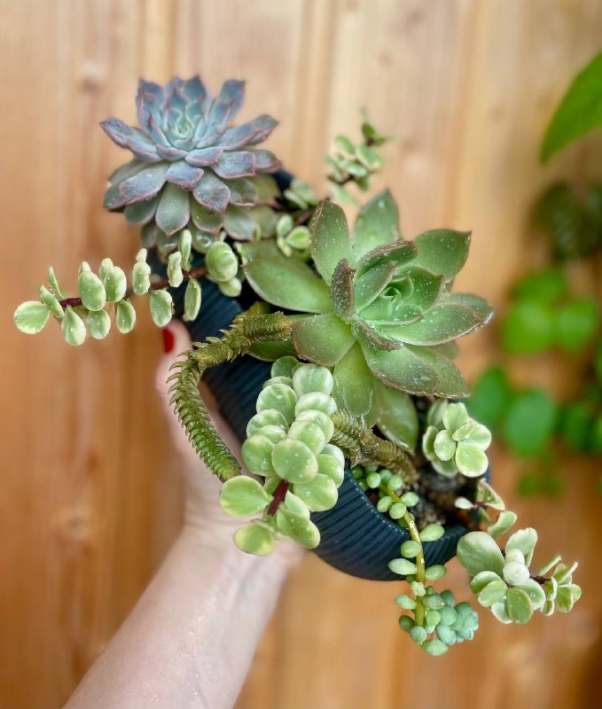 Композиция из суккулентов 2