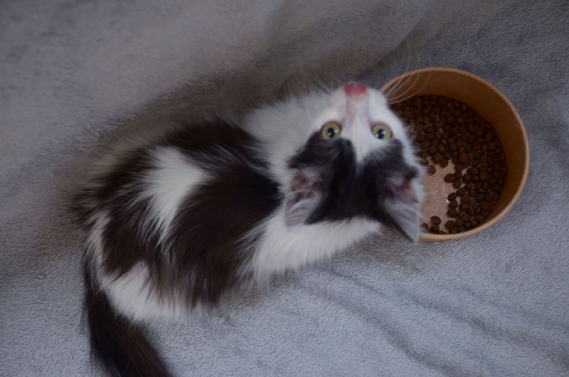 Котенок Ромби в поисках дома 5