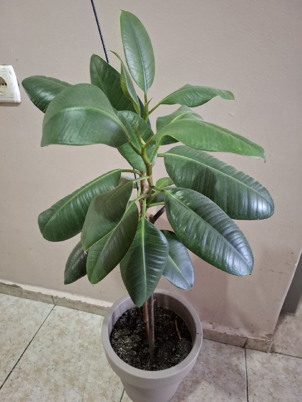 Монстера, Хлорофитум, Перец, Папоротники, Суккуленты, Фикус, Строманта, Эуфорбия 7